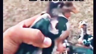 Chick's Aseel