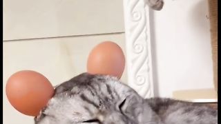 Funny Animal Part 7