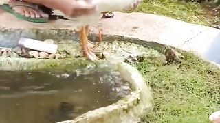 Yumna's mother is bathing the ducks in the pond, gaaiiss, it's really exciting