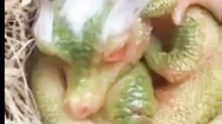the discovery of a small dragon that shocked local residents