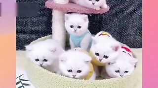 Anak kucing lucu dan imut