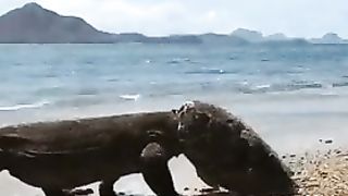 Komodo Dragon wearing its turtle-kill