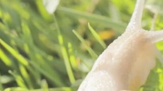 Gastropods Unveiled