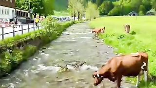 Switzerland 4
