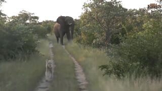 this is the result when an elephant is angry and this is the elephant's resistance to wild animals
