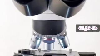 Germs under Microscope