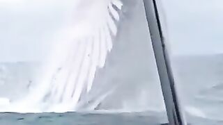 The Top Huge Whale #amazing plz subscribe