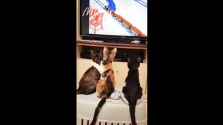 compile fun d'animaux