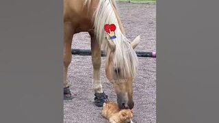 animal funny compile #2