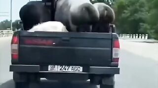 animal funny compile #3