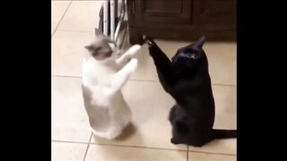 Funny Cats  Compilation