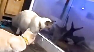 funny cat 22