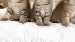 #baby cat