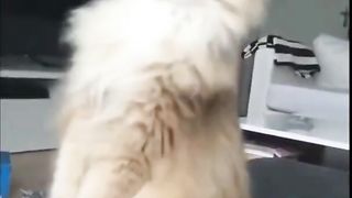 Cat Reaction 2