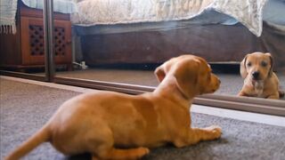 funny dogs compile #1