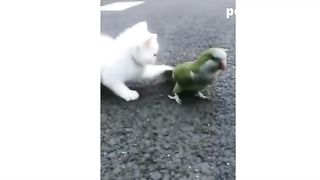 animal funny compile #5