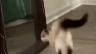 Cat And The Mirror