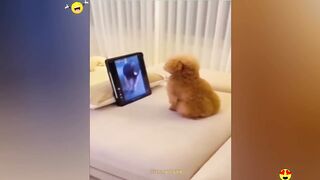 Vidéos drôles aléatoires | Compilation Essayez de ne pas rire 13