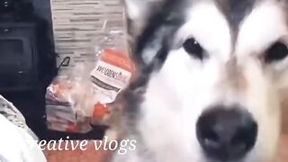 funny dogs compile #2