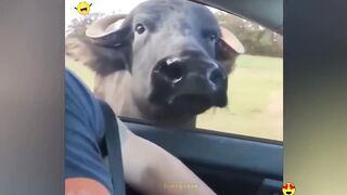 Vidéos drôles aléatoires | Compilation Essayez de ne pas rire 16