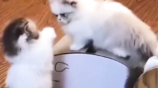 cute baby cat compile