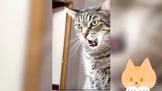 Baby Cat's - Cute and Funny cat videos #2 | Funny Cats Compilation