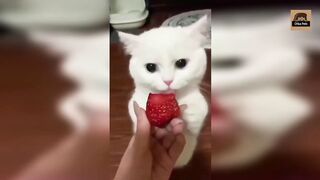 Cute cat compilation #3 | Cute Baby Cat