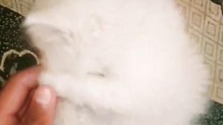 Baby Cats - Cute and Funny Cat Videos Compilation #3 | Aww Animals