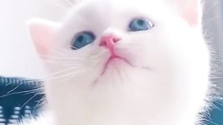 Baby Cats - Cute and Funny Cat Videos Compilation #4
