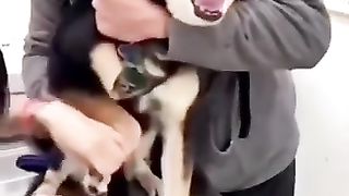 Komediya video prikol