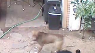 Animal Fails !