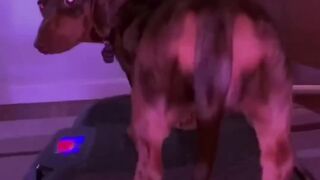 Compilation des chiens les plus drôles, et des chiots les plus mignons de TIKTOK