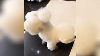cute baby animals