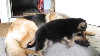 German shepherd puppy - Playing with mom