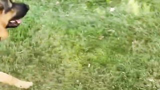 German Shepherd loves playing on trampoline while out for walkies ????❤️