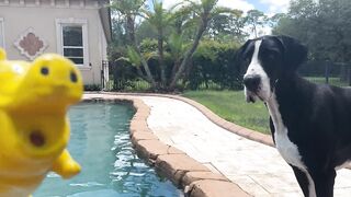 Playful Great Dane loves to oink her piggy while swimming