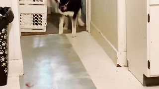 Husky gets excited when it's finally her turn to go potty!