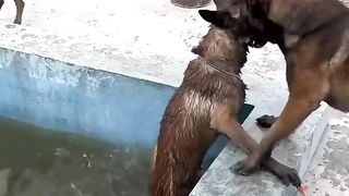 Smart dog saves best friend From Drowning