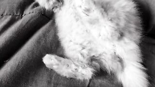 Playing kitten
