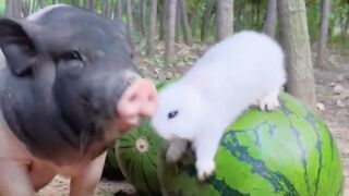 Baby Dogs.Rabbit Cute and Funny Dog and Rabbit Videos Compilation