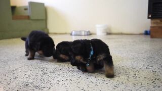 German Shepherd puppies playing