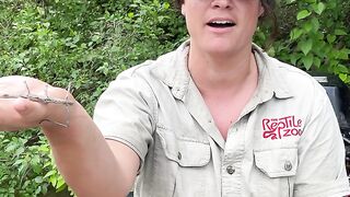 viral almost ate a stick bug