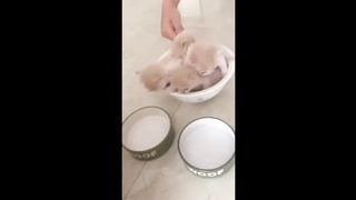 Funny Animals Videos - Funniest Cats And Dogs Video Compilation