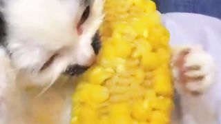 hungry wild cat