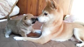 Playing golden retriever dog & puppy.