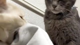 Kelakuan lucu kucing
