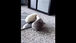 cute baby animals #2
