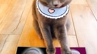 Cat select