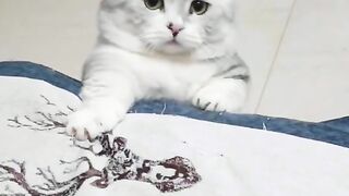 Funny cats 35