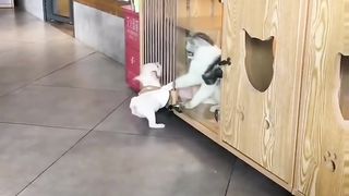 The cat grabbed the dog.